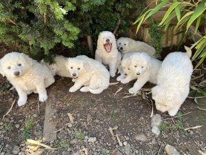 LGD Great Pyrenees will be 8 weeks august 8 pure white