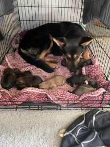 Puppies for sale