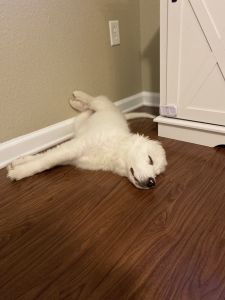 Great Pyrenees named Pretzel