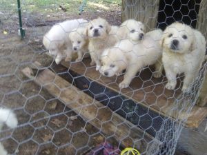 Puppys for sale.