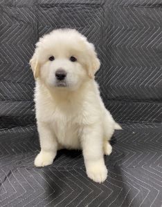 Great Pyrenees puppies