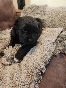 1/2 Great Pyrenees 1/2 Great Dane