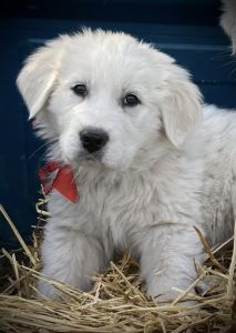 Purebred Great Pyrenees Puppies