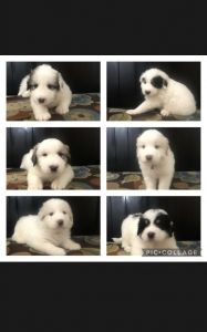 Great Pyrenees Pups