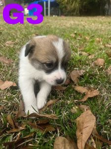 Puppies for sale