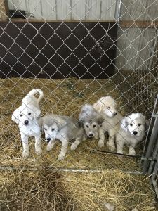 Great Pyrenees/Maremma