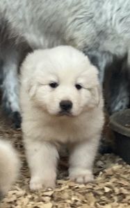 Great Pyrenees puppy for sale