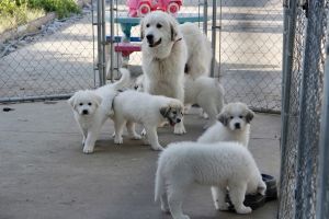 Great Pyrenees