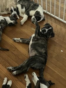 Bluenose Mountain Dogs