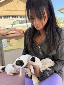 Great Pyrenees puppies for sale