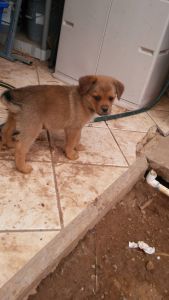Great pyrenees / Rottie mix puppies