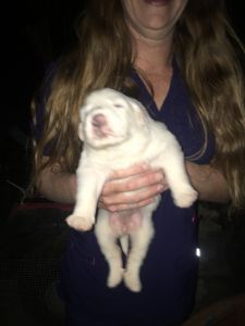 Great Pyrenees puppies for sale