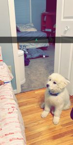 14 week old Great Pyrenees