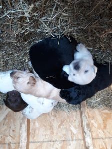 Great pyrennes/blacklab