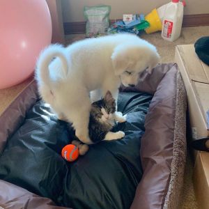 2 months anatolian pyrenees puppy