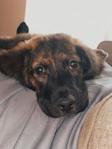 4 months old/girl/for sale