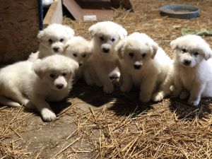 Great Pyrenees