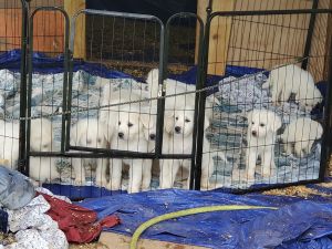 Great Pyrenees Puppies