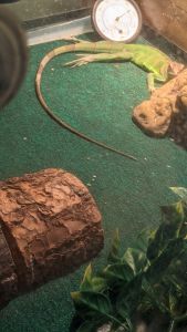 Green iguana for sale