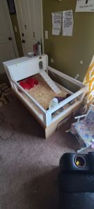 Guinea Pigs need new home