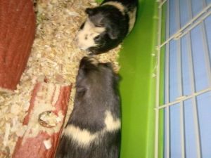 Guinea pigs