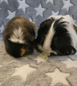 2 Guinea pigs