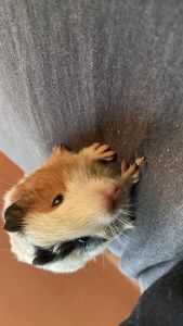 CUTE FEMALE GUINEPIGS 2pcs AVAILABLE IN DELHI
