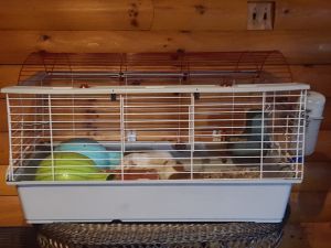 Guinea pigs