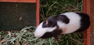 Guinea pig and hutch.... Comes with some supplies