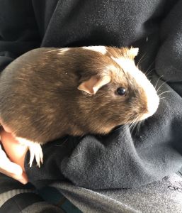 Guinea pig for sale