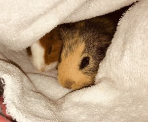 Free Guinea Pig and cage