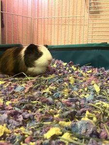 Female guinea pig for sale