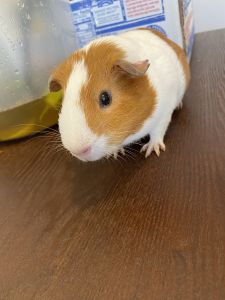 Guinea pig for sale