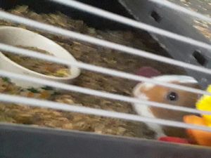 Im selling my guinea pig all accessories with it brand new bag of food