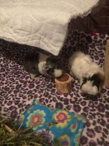 Female Guinea Pigs for sale