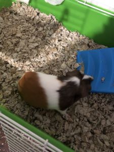 2 male guinea pigs