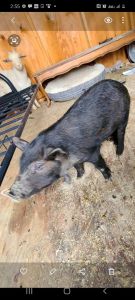 Wattle boar hog