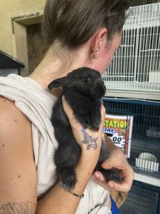Baby bunny for sale