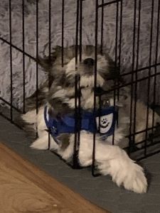 Male Harlequin Havanese