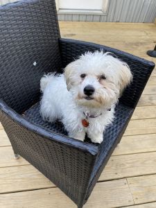 Havanese Puppy for sale
