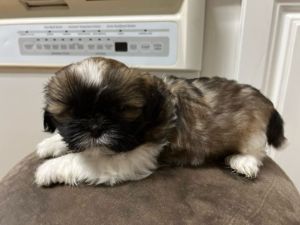Havanese female puppies
