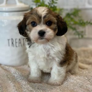 Havanese puppies