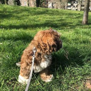 Havanese Puppies for Adoption