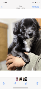 I am a breeder of Havanese. They are smart, Hypoallergenic, and sweet!