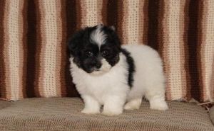Havanese Puppies for Sale