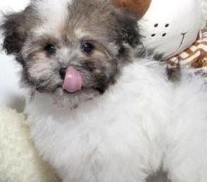 Havanese Puppies