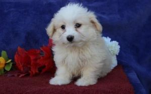 Havanese puppies for sale