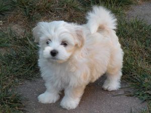 Havanese puppies for sale