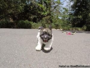 Havanese Pup For Adoption.
