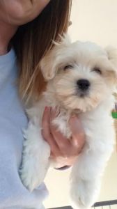 Pure Havanese Puppy Boy For Sale.(***) ***-***6
